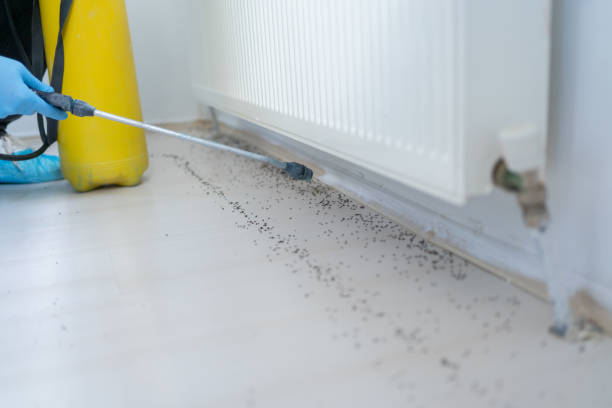 Best Termite Control Services  in South Glens Falls, NY